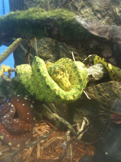 Hogtown reptiles gainesville. Things To Know About Hogtown reptiles gainesville. 